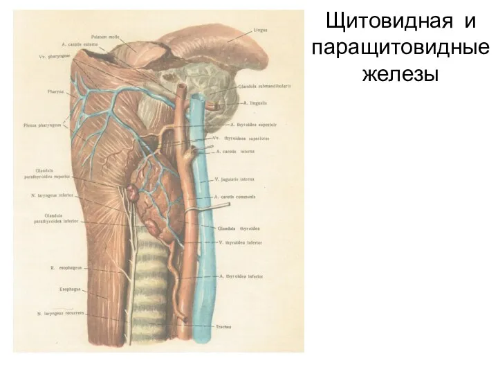Щитовидная и паращитовидные железы