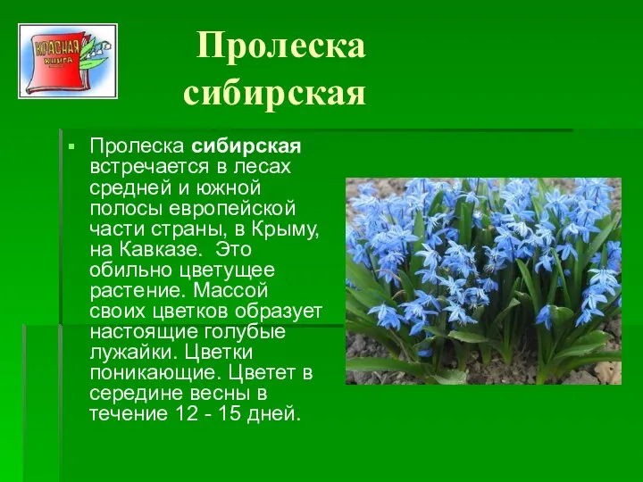 Пролеска сибирская Пролеска сибирская встречается в лесах средней и южной