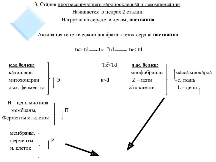 3. Стадия прогрессирующего кардиосклероза и декомпенсации: Начинается в недрах 2