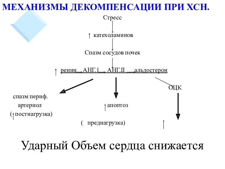 МЕХАНИЗМЫ ДЕКОМПЕНСАЦИИ ПРИ ХСН. Стресс катехоламинов Спазм сосудов почек ренин