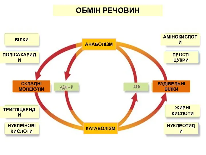 ОБМІН РЕЧОВИН БІЛКИ ПОЛІСАХАРИДИ ТРИГЛІЦЕРИДИ НУКЛЕЇНОВІ КИСЛОТИ НУКЛЕОТИДИ ЖИРНІ КИСЛОТИ