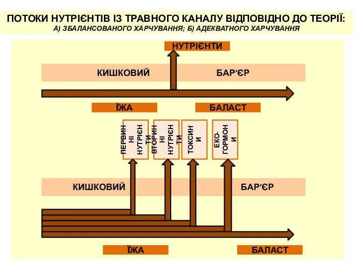 ПОТОКИ НУТРІЄНТІВ ІЗ ТРАВНОГО КАНАЛУ ВІДПОВІДНО ДО ТЕОРІЇ: А) ЗБАЛАНСОВАНОГО