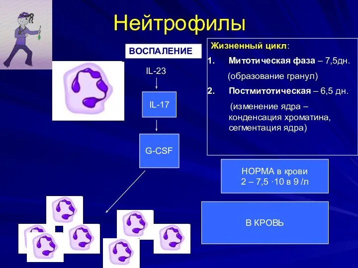 Нейтрофилы IL-23 IL-17 G-CSF В КРОВЬ ВОСПАЛЕНИЕ НОРМА в крови