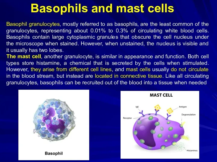 Basophils and mast cells Basophil granulocytes, mostly referred to as