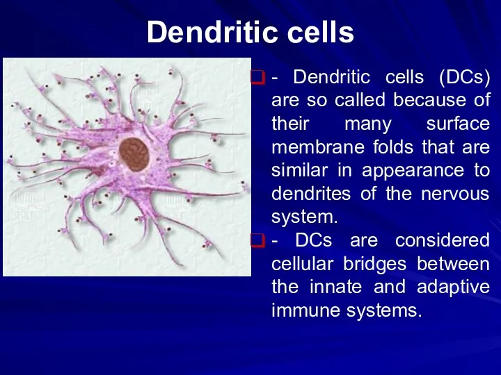 Dendritic cells - Dendritic cells (DCs) are so called because