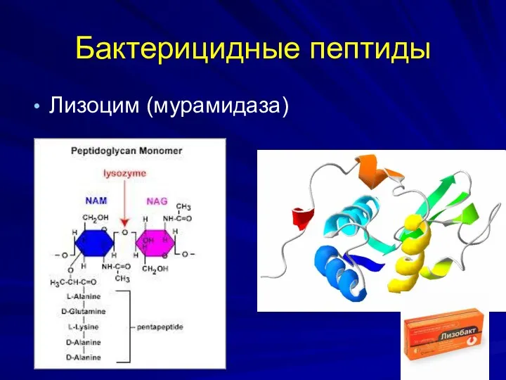 Бактерицидные пептиды Лизоцим (мурамидаза)