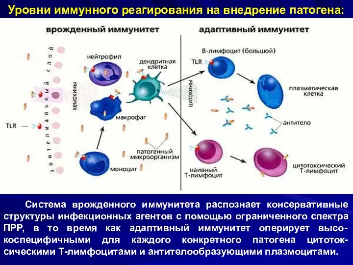 Уровни иммунного реагирования на внедрение патогена: Система врожденного иммунитета распознает