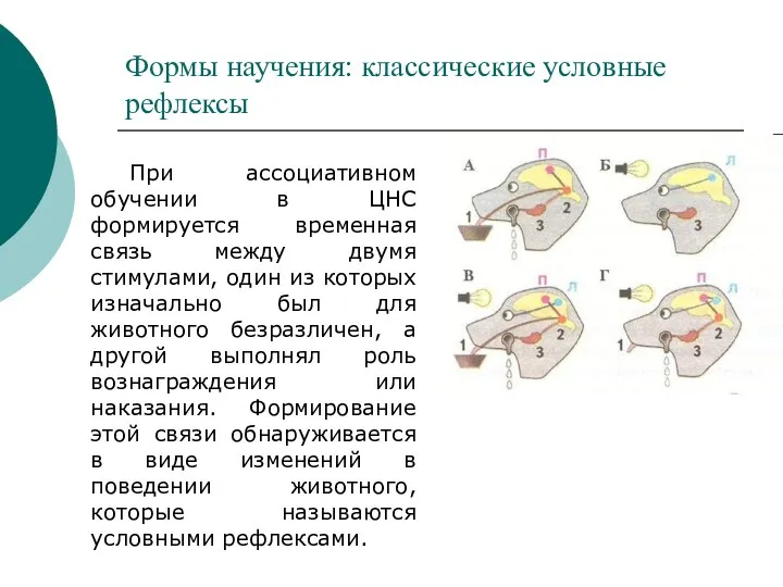 Формы научения: классические условные рефлексы При ассоциативном обучении в ЦНС