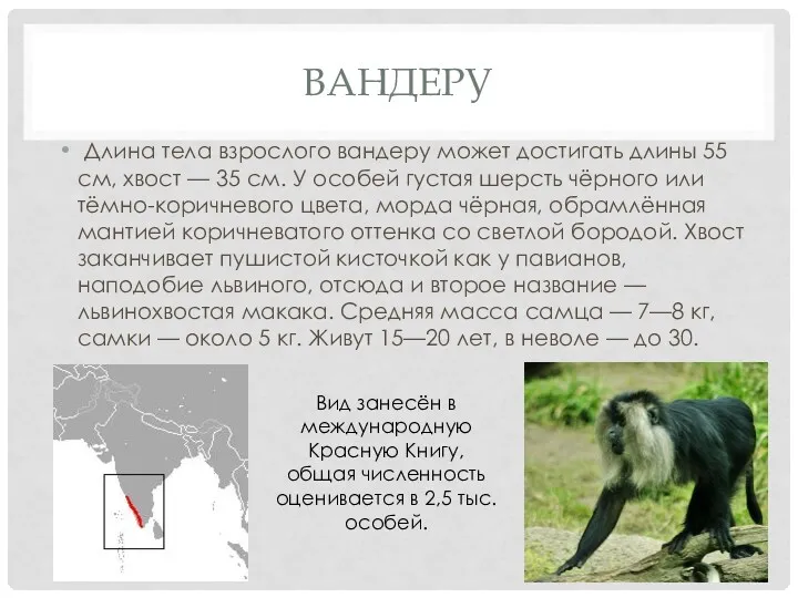 ВАНДЕРУ Длина тела взрослого вандеру может достигать длины 55 см,