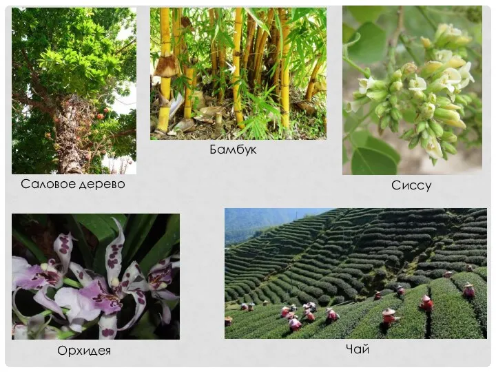 Бамбук Чай Орхидея Саловое дерево Сиссу