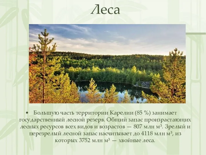 Леса Большую часть территории Карелии (85 %) занимает государственный лесной
