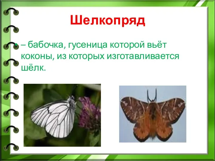 Шелкопряд – бабочка, гусеница которой вьёт коконы, из которых изготавливается шёлк.