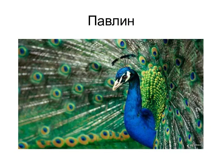 Павлин