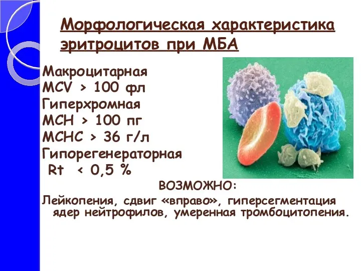 Морфологическая характеристика эритроцитов при МБА Макроцитарная MCV > 100 фл Гиперхромная MCH >
