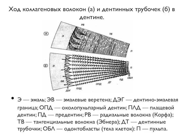 Ход коллагеновых волокон (а) и дентинных трубочек (б) в дентине.