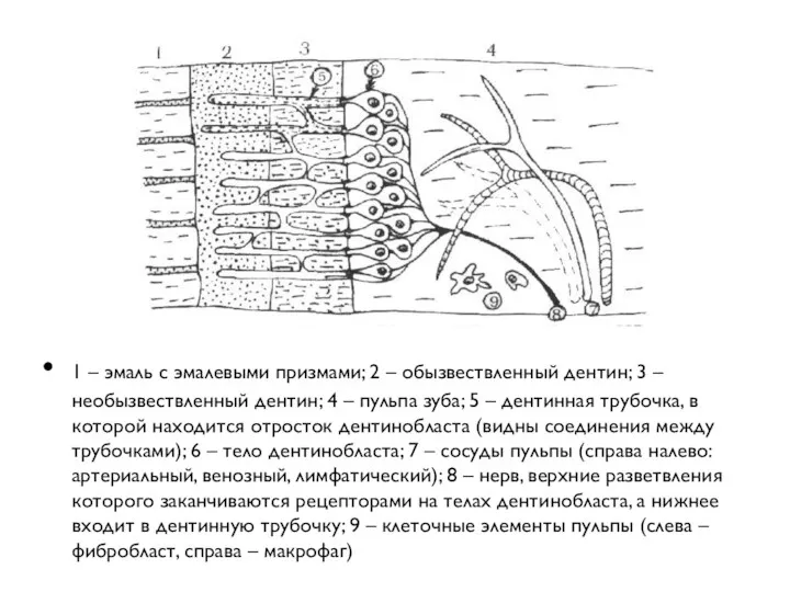 1 – эмаль с эмалевыми призмами; 2 – обызвествленный дентин;