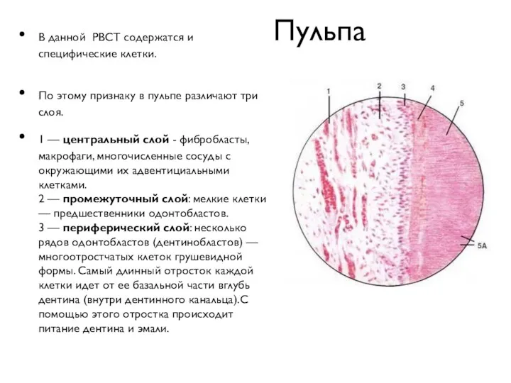 Пульпа В данной РВСТ содержатся и специфические клетки. По этому