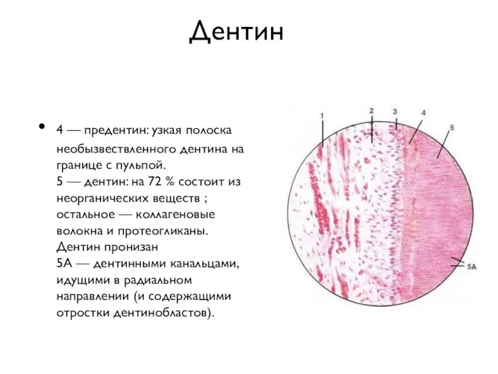 Дентин 4 — предентин: узкая полоска необызвествленного дентина на границе