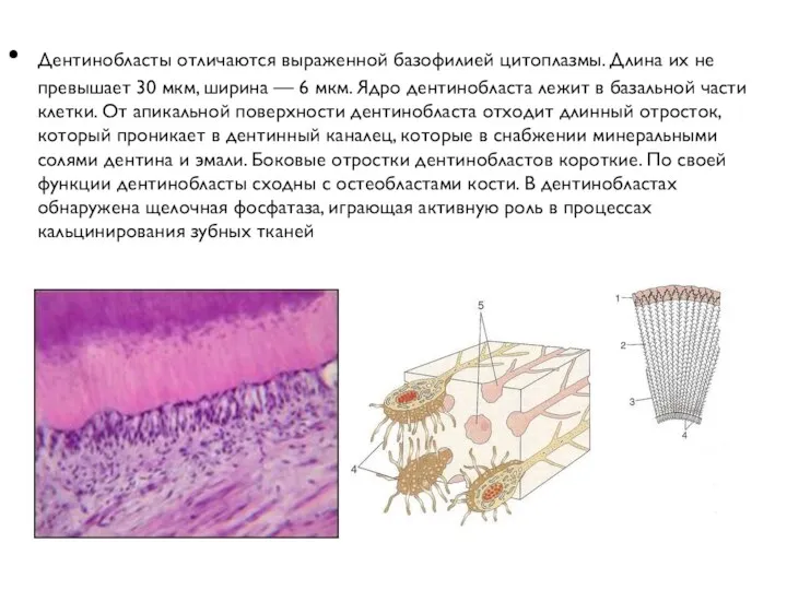 Дентинобласты отличаются выраженной базофилией цитоплазмы. Длина их не превышает 30
