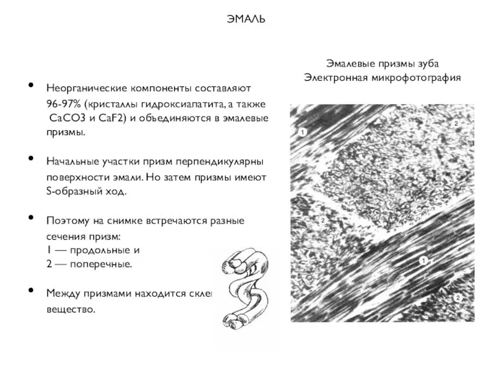 ЭМАЛЬ Неорганические компоненты составляют 96-97% (кристаллы гидроксиапатита, а также СаСО3