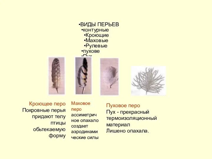 ВИДЫ ПЕРЬЕВ контурные Кроющие Маховые Рулевые пухове Пух Кроющее перо
