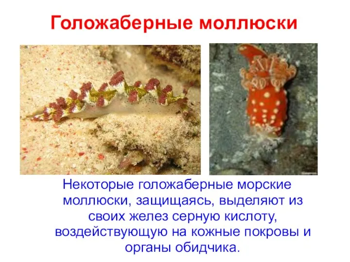 Голожаберные моллюски Некоторые голожаберные морские моллюски, защищаясь, выделяют из своих