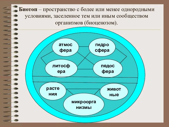 Биотоп – пространство с более или менее однородными условиями, заселенное