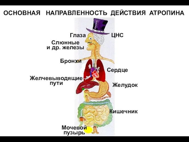 ОСНОВНАЯ НАПРАВЛЕННОСТЬ ДЕЙСТВИЯ АТРОПИНА ЦНС Глаза Слюнные и др. железы