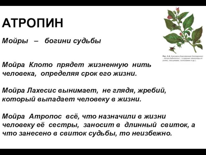 АТРОПИН Мойры – богини судьбы Мойра Клото прядет жизненную нить