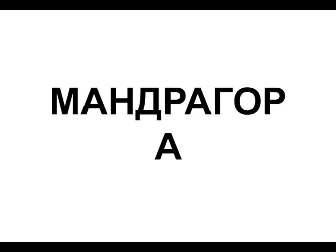 МАНДРАГОРА