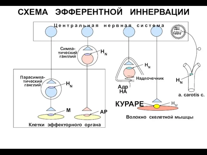 СХЕМА ЭФФЕРЕНТНОЙ ИННЕРВАЦИИ Клетки эффекторного органа НN М НN АР