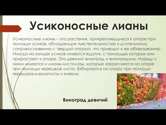 Усиконосные лианы Усиконосные лианы – это растения, прикрепляющиеся к опоре