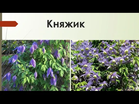 Княжик