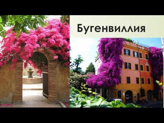 Бугенвиллия