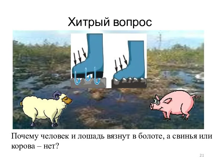 Хитрый вопрос Почему человек и лошадь вязнут в болоте, а свинья или корова – нет?