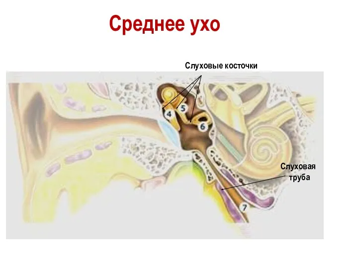 Среднее ухо Слуховые косточки Слуховая труба