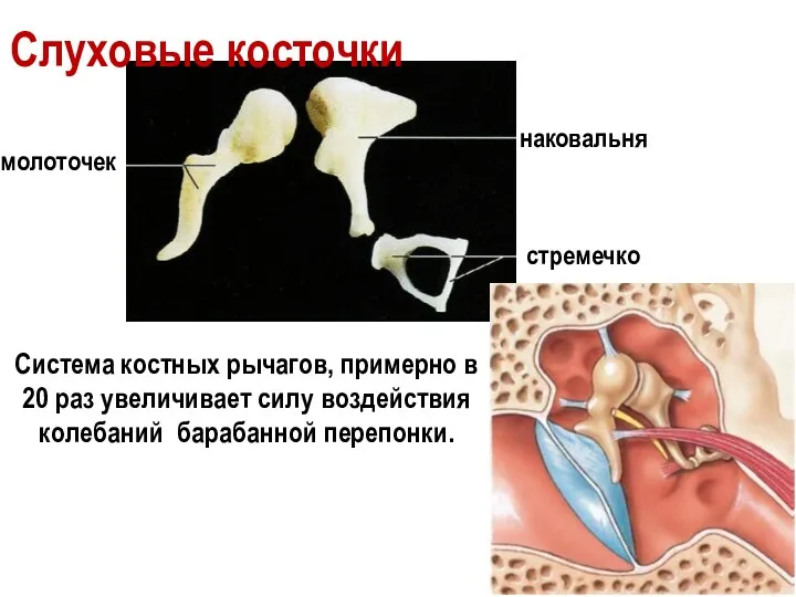 молоточек наковальня стремечко Слуховые косточки Система костных рычагов, примерно в