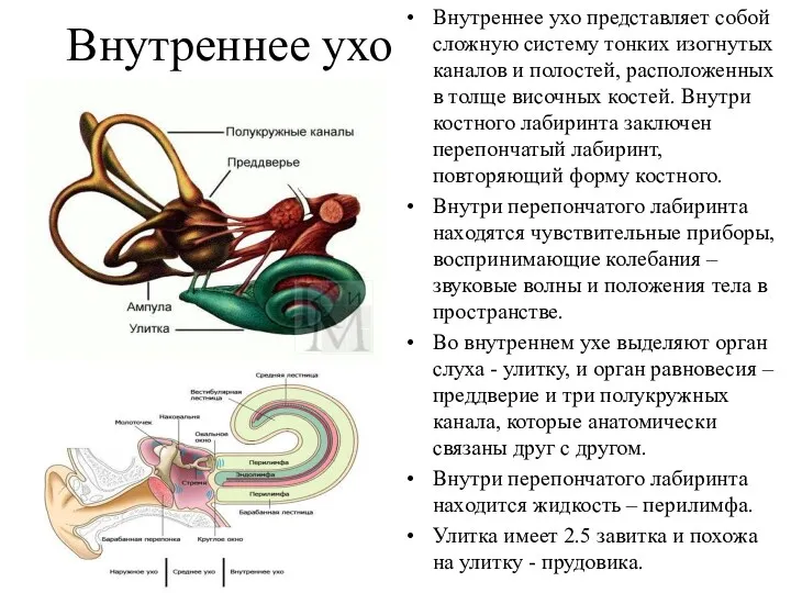 Внутреннее ухо Внутреннее ухо представляет собой сложную систему тонких изогнутых