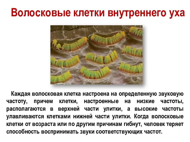 Волосковые клетки внутреннего уха Каждая волосковая клетка настроена на определенную