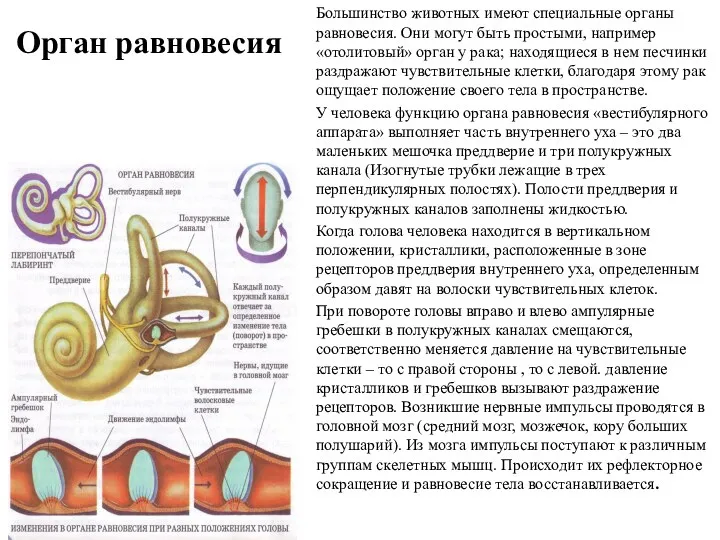 Орган равновесия Большинство животных имеют специальные органы равновесия. Они могут