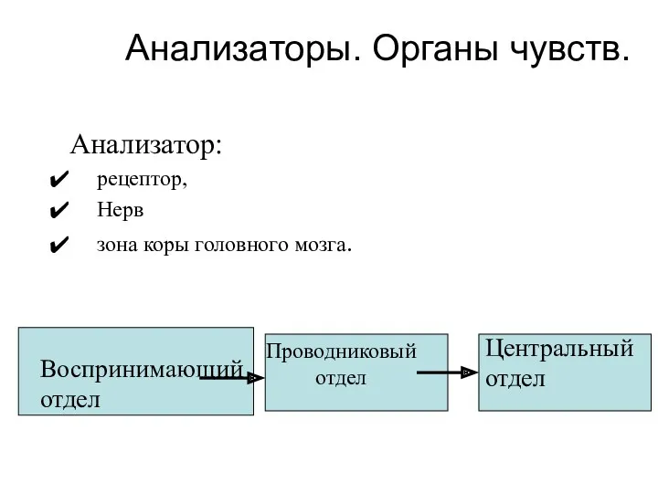 Анализаторы. Органы чувств. Анализатор: рецептор, Нерв зона коры головного мозга.