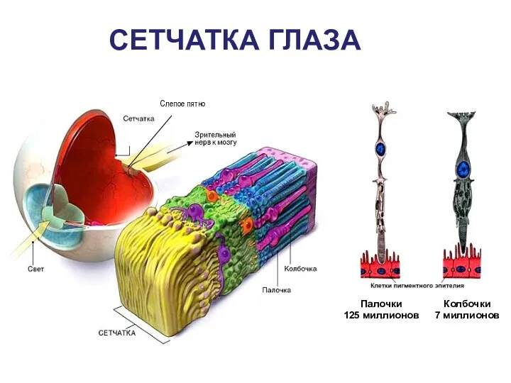 СЕТЧАТКА ГЛАЗА Палочки 125 миллионов Колбочки 7 миллионов Слепое пятно