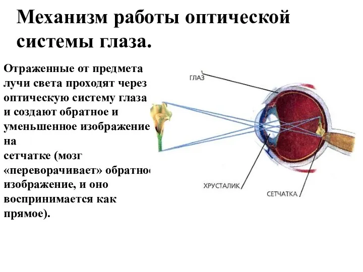 Механизм работы оптической системы глаза. Отраженные от предмета лучи света