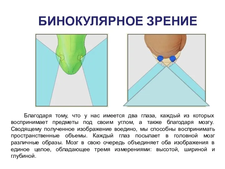 БИНОКУЛЯРНОЕ ЗРЕНИЕ Благодаря тому, что у нас имеется два глаза,