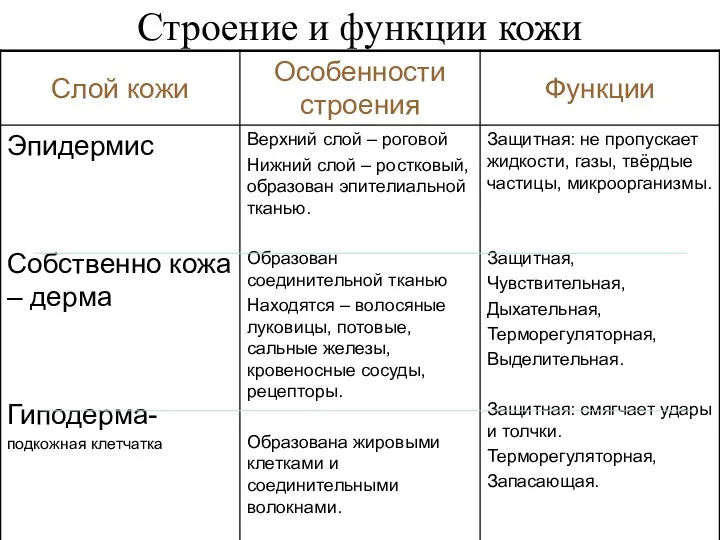 Строение и функции кожи