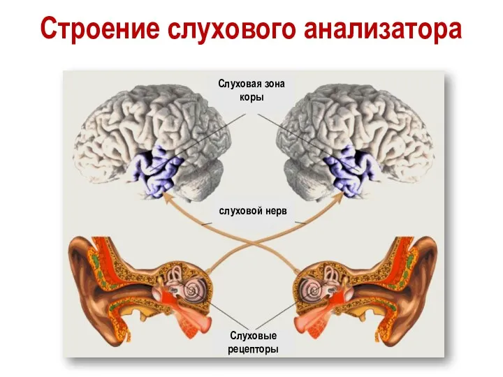 Строение слухового анализатора Слуховые рецепторы слуховой нерв Слуховая зона коры