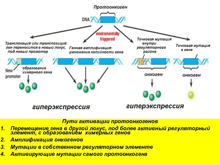 Пути активации протоонкогенов Перемещение гена в другой локус, под более