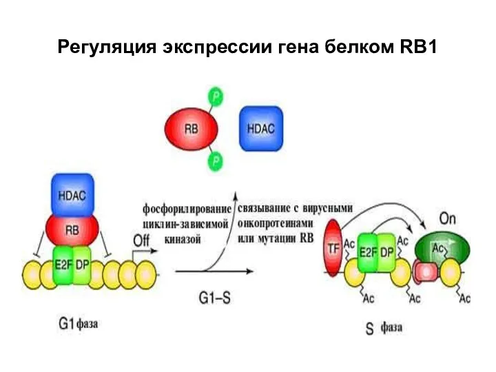 Регуляция экспрессии гена белком RB1
