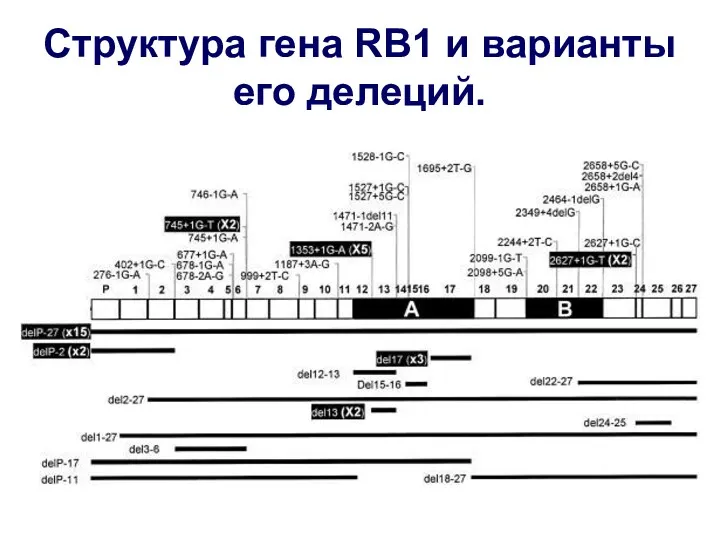 Структура гена RB1 и варианты его делеций.