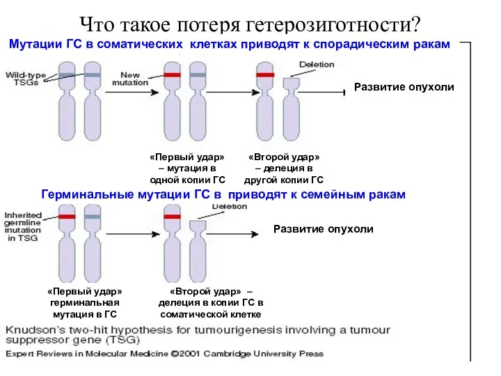 Что такое потеря гетерозиготности? Развитие опухоли Развитие опухоли Мутации ГС